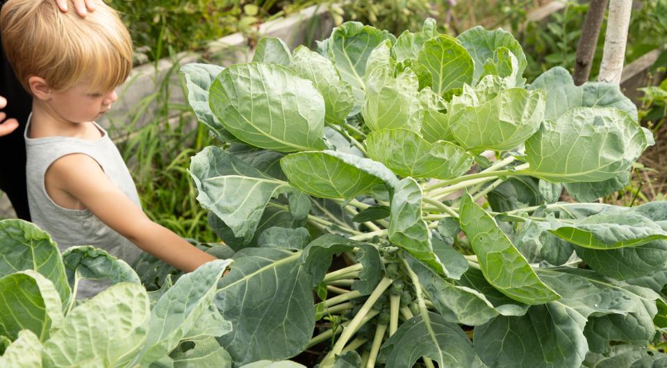 A towering brussels sprout plant.