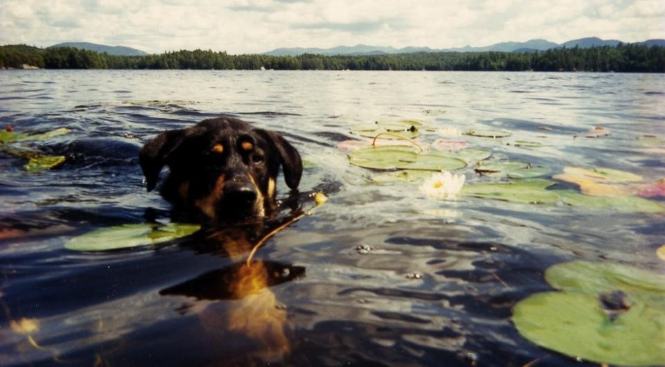 A dog swimming among the lily pads