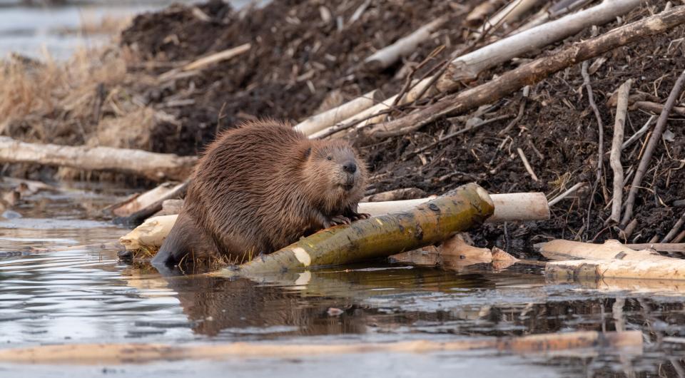 A beaver on its lodge