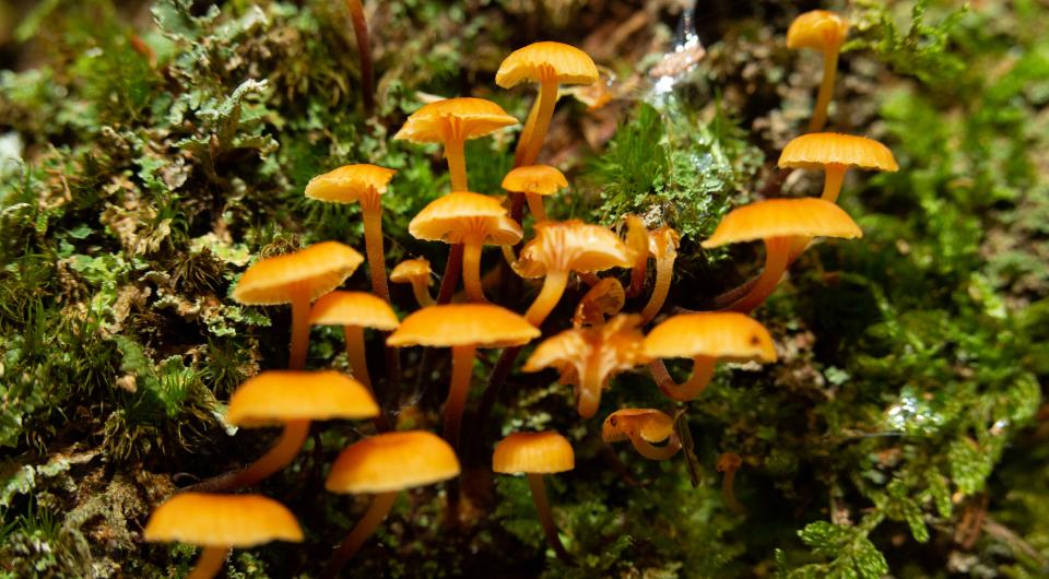 Mushrooms on a log