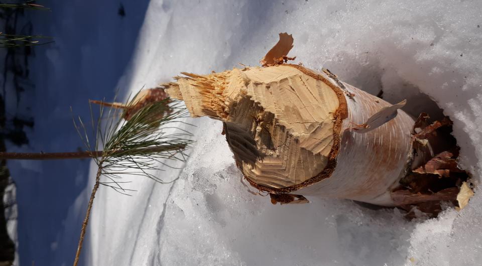 A stump chewed by a beaver