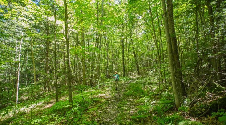 This easy forest trail uses an abandoned road.