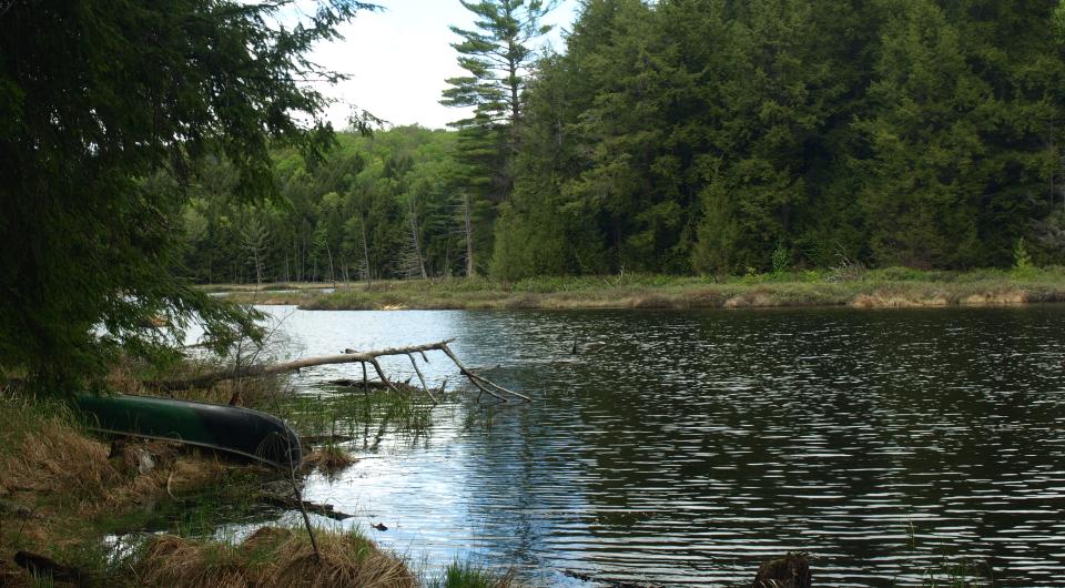 The shoreline of Goose Pond