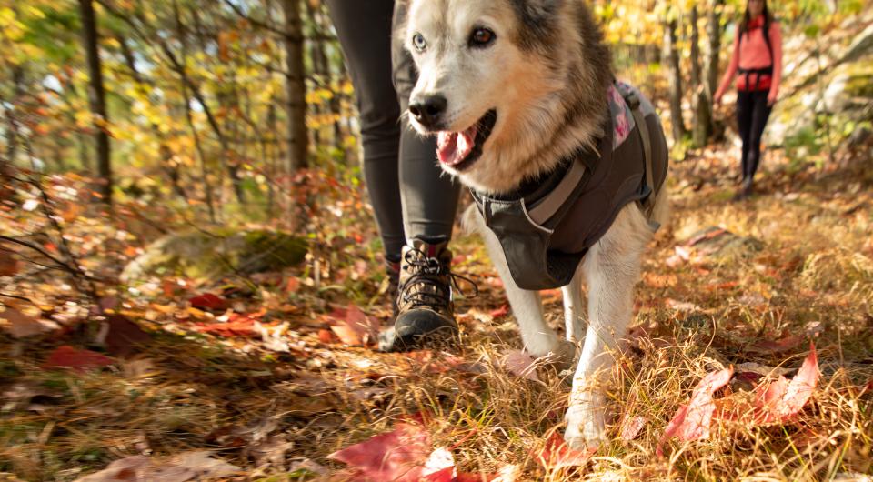 Rattlesnake Mountain welcomes children and dogs.