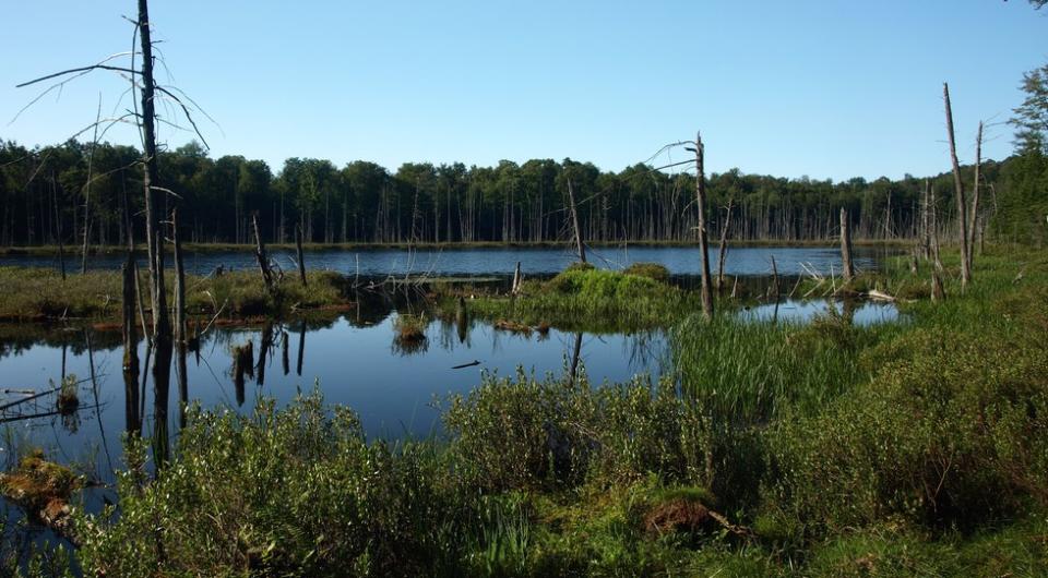 Shallow Bear Pond looking very swampy in the summer.
