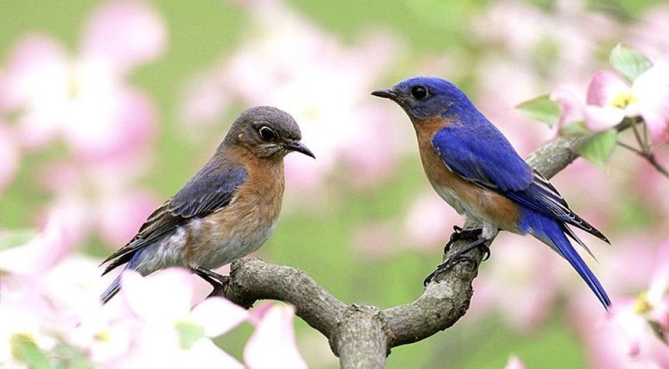 Eastern bluebirds