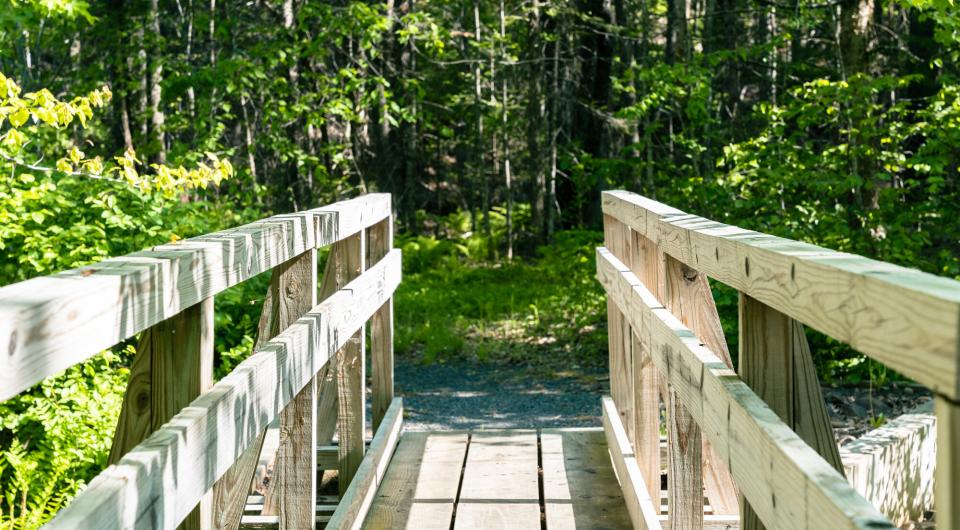  skinny trees on a hiking trail