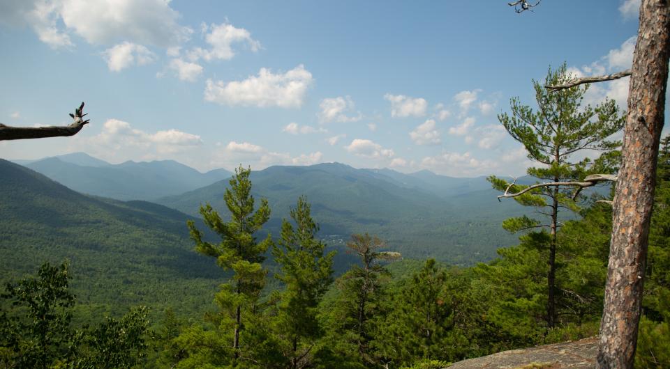 A view of tall