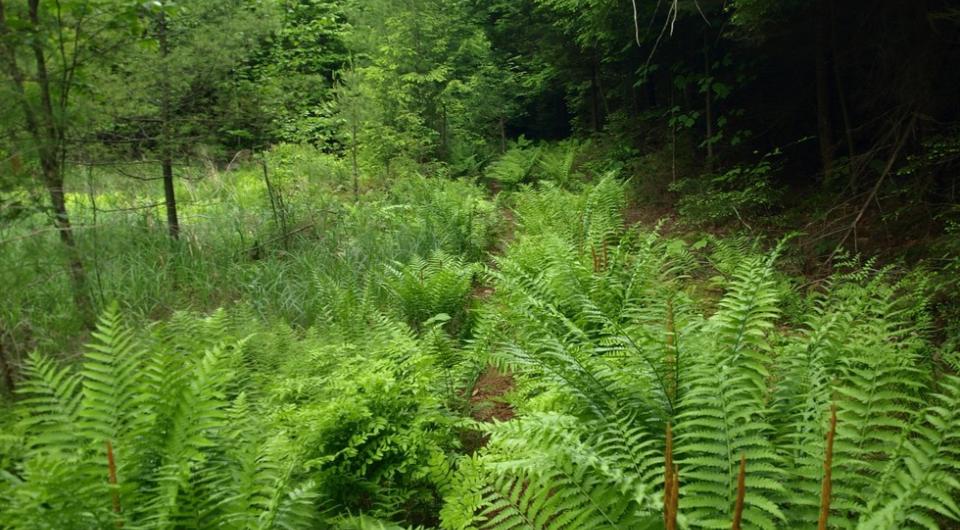 Ferns on the Cross-Over Trail