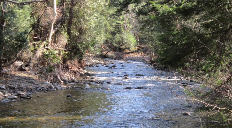 Putts Creek is part of the Lake Champlain Marshes Bird Conservation Area.