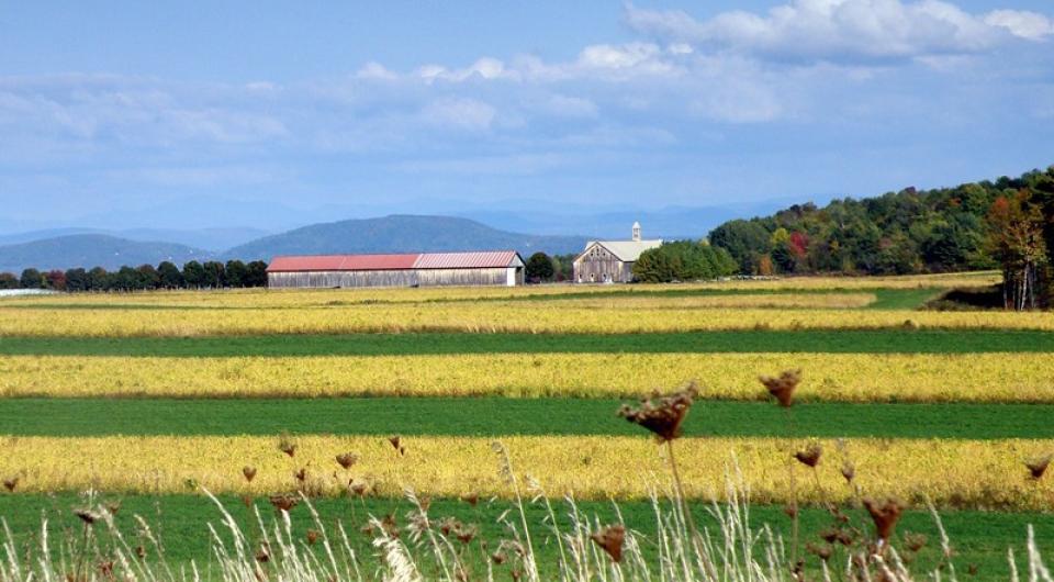 Whallons Bay Road farm fields.