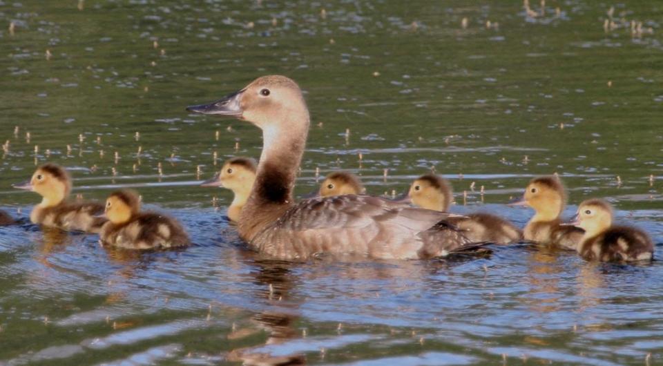 Canvasback duck and her brood on the water.