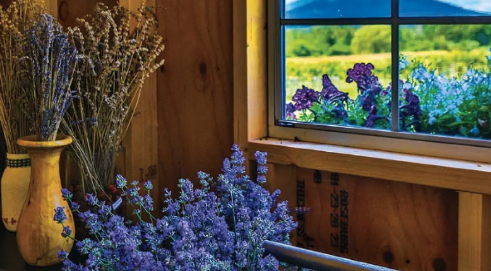 Mountain view through a window with cut lavender