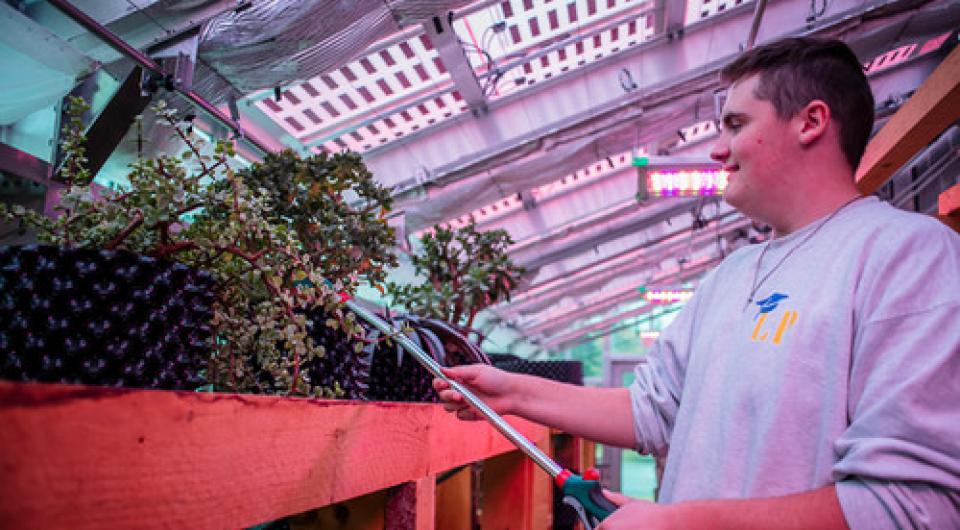 Students tend to plants in the greenhouse.