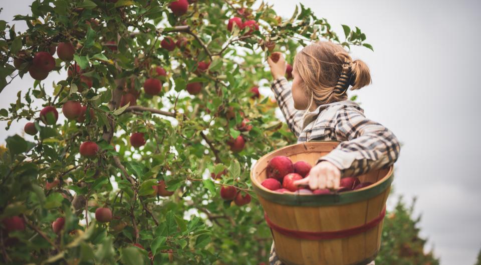 woman picks apples at an apple orchard. 