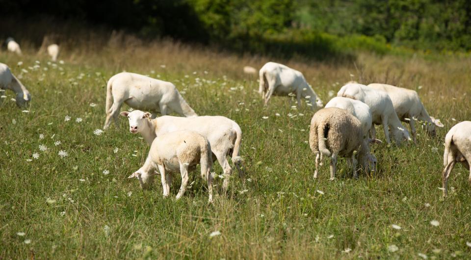 A herd of lambs graze in the grass.