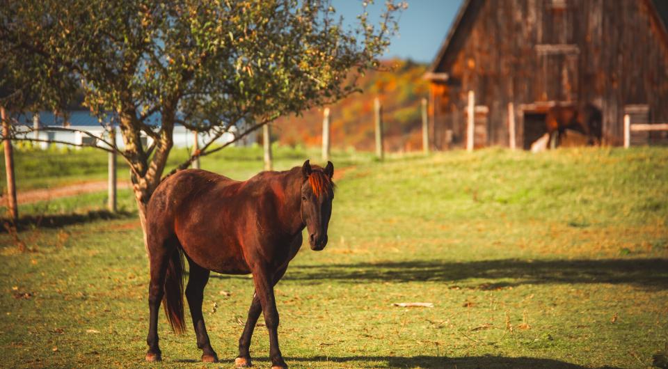 A brown horse walks in a pasture of a farm. 