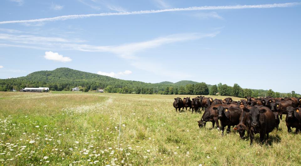 A herd of cattle graze in a green pasture. 