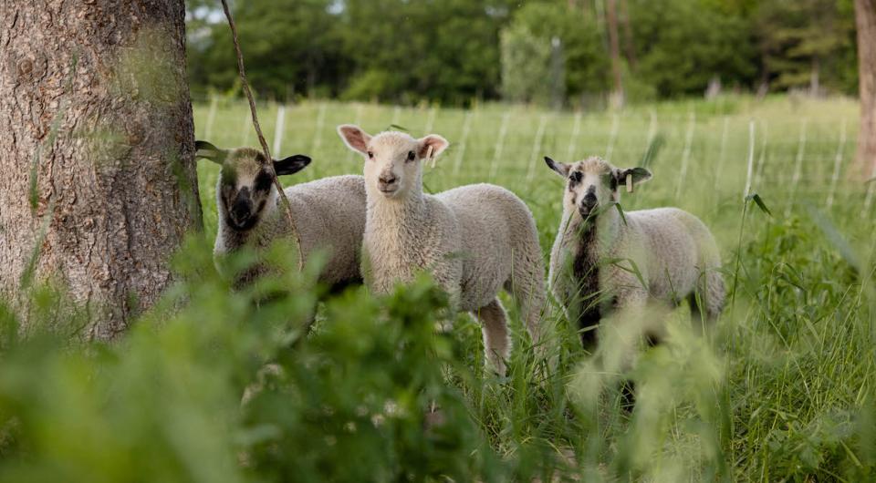 Three lambs stand in a field under the shade of a large tree.