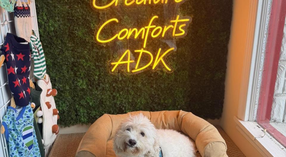  dog