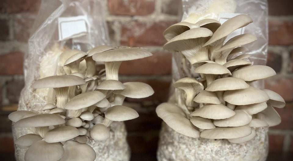 Grow at home kit from Cornucopia Gourmet Mushrooms.