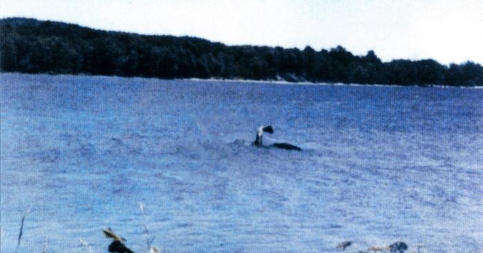 A color photograph of a lake with an alleged lake monster swimming.