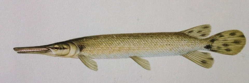 A vintage illustration of a gar fish, with long, pointy nose.