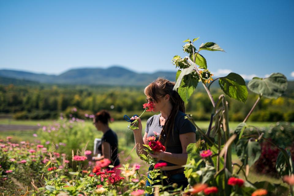 two women collect red flowers on a sunny day.