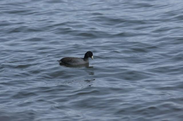 We found this American coot at the Essex ferry terminal, where it is spending the winter with a small group of ducks.