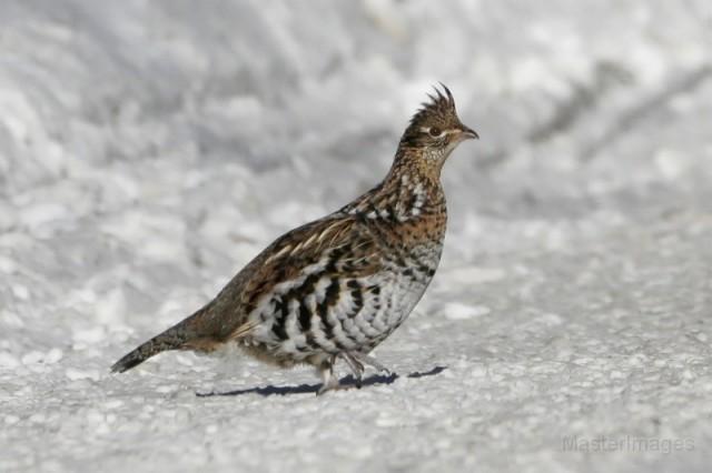 A ruffed grouse in the snow. Photo courtesy of www.masterimages.org.