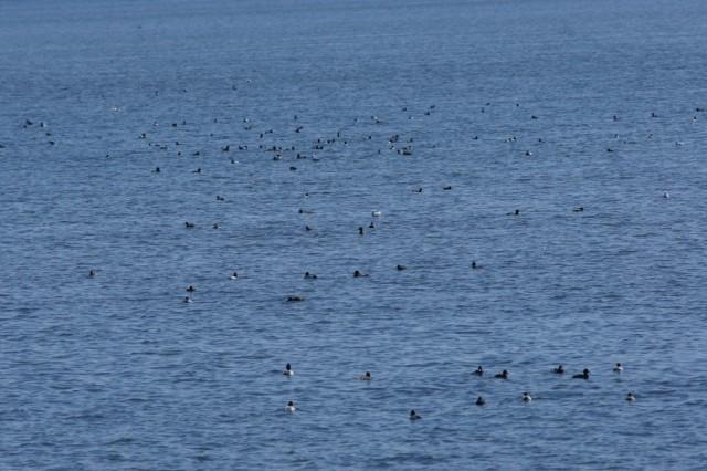 Greater Scaup near Rouses Point