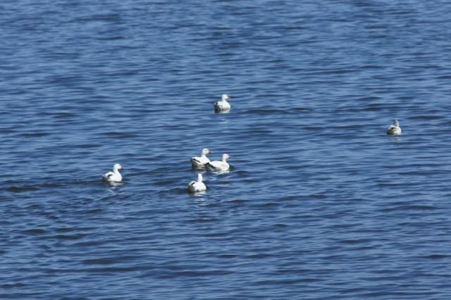 Snow geese near Rouses Point
