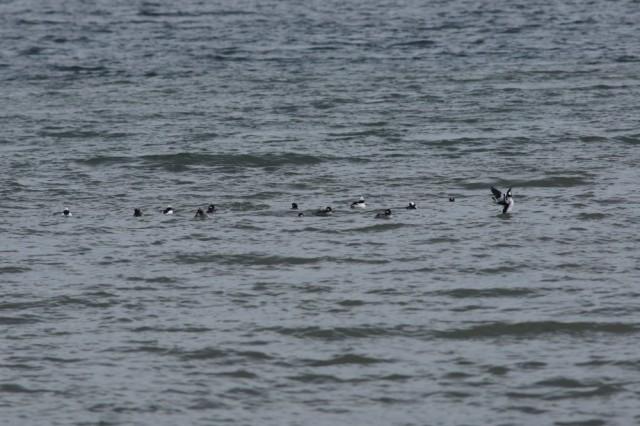 Ducks on Open Water