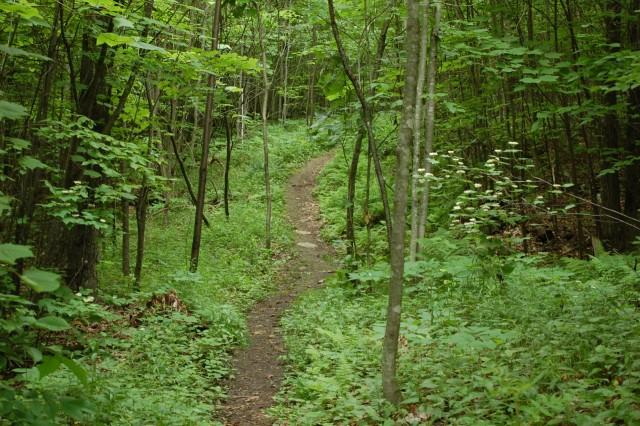 Trail on Wildway Overlook