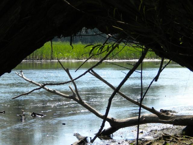 Shady View of the Marsh