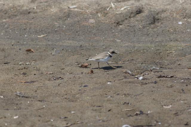 semipalm plover - Noblewood