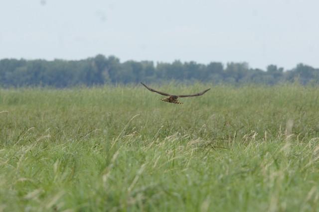 northern harrier - Chazy