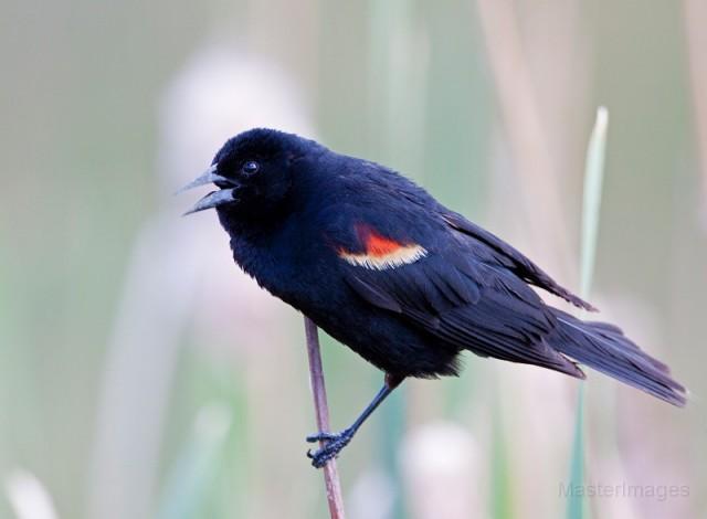 red-winged blackbird - Larry