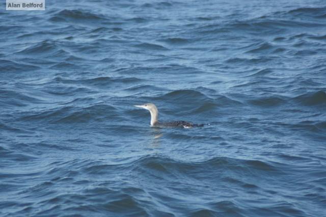 red-throated Loon - NJ
