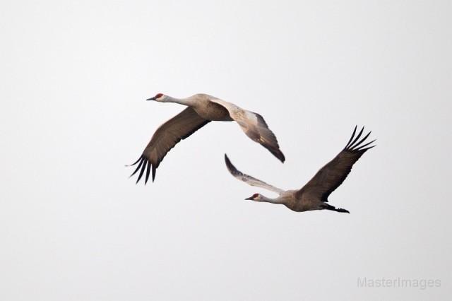 sandhill cranes - Larry