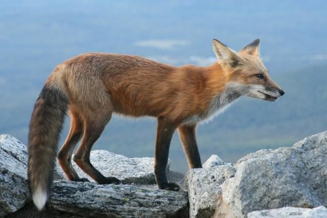 red fox Larry