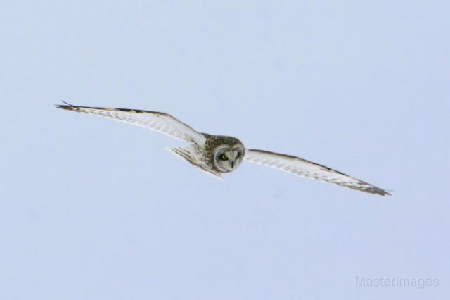 Short-eared Owl - Larry