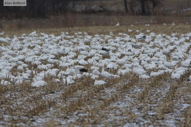 Snow Geese Field