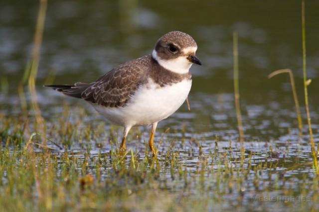 Semipalmated Plover - larry