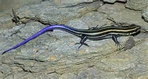 The multi-colored five-lined skink, a lizard that inhabits part of the Lake Champlain Region.