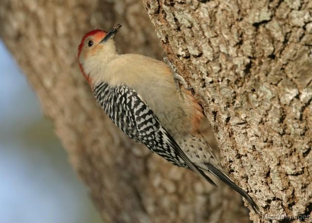 red-bellied Woodpecker - larry