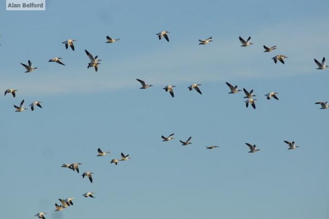 Snow Geese - flight