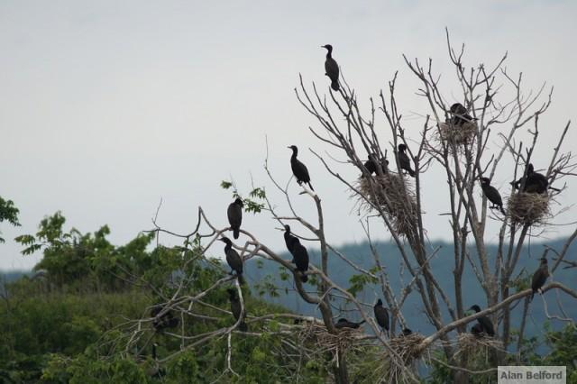 Double-crested Cormorants are a common breeder on the Four Brothers.