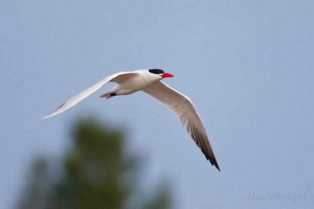 Caspian Terns also breed on the Four Brothers. Photo courtesy of www.masterimages.org.