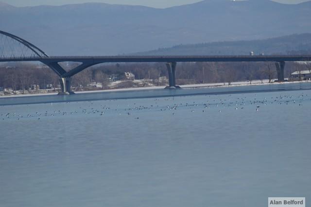 Ducks Champlain Bridge